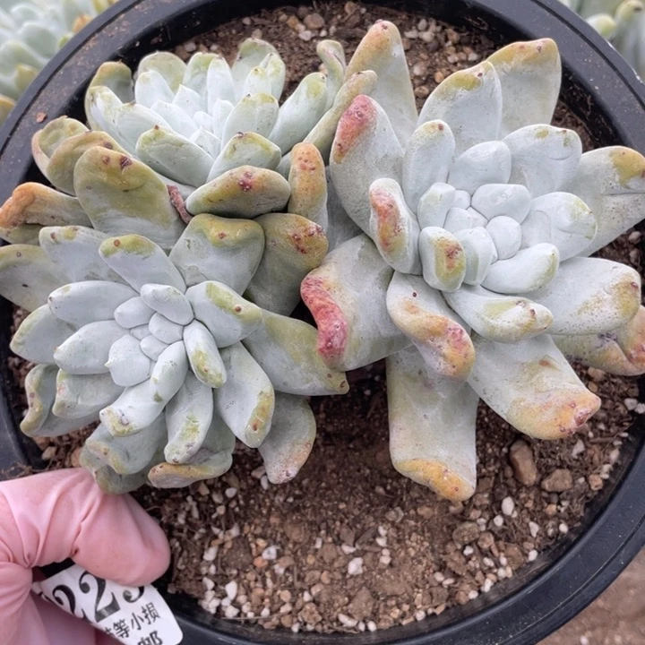 2*6229号红拇指多肉植物