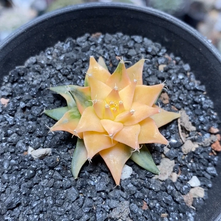 实生帝冠锦221号3.8cm