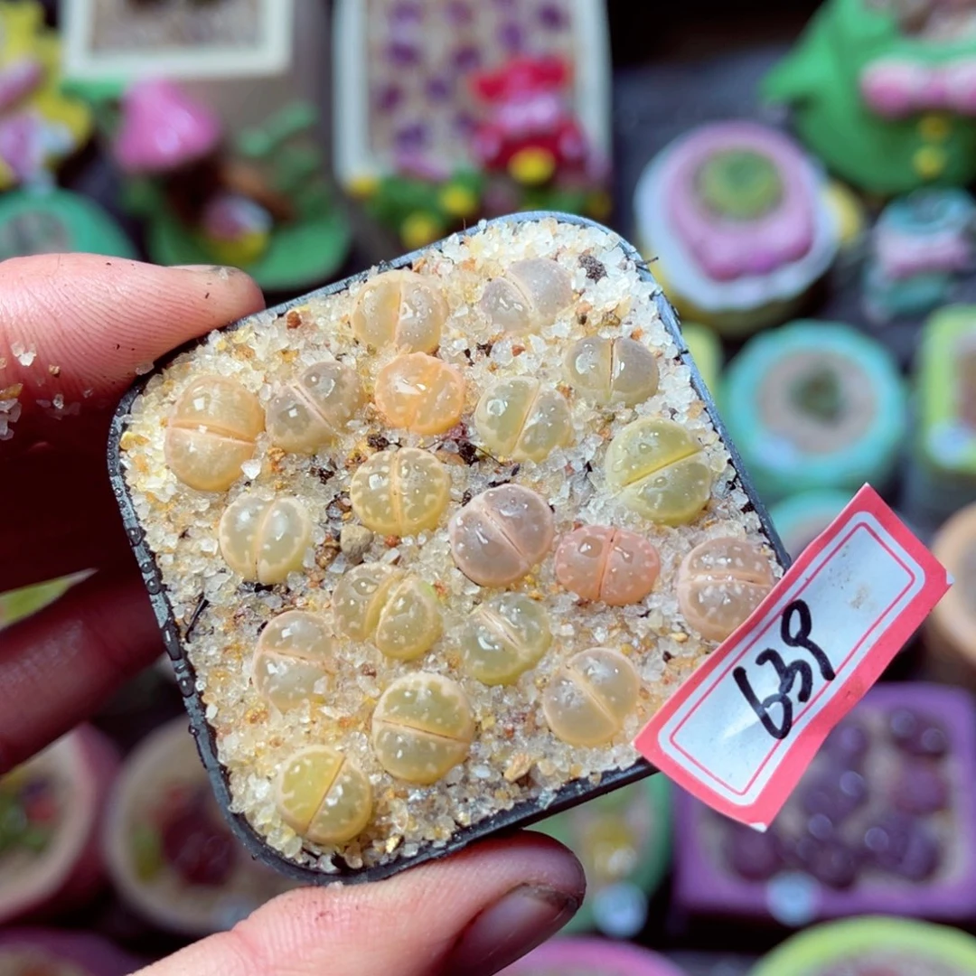 639生石花带盆发