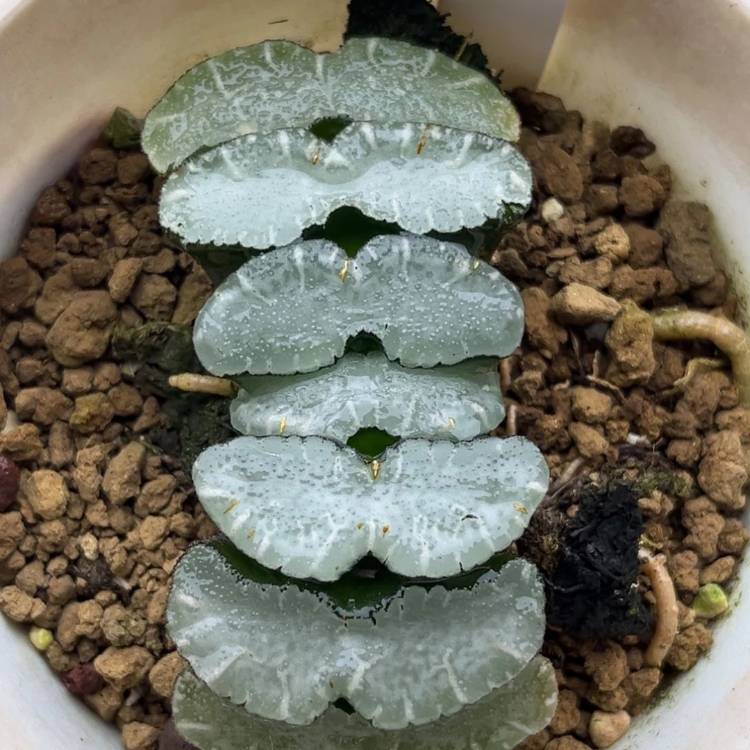 白长须鲸玉扇十二卷多肉