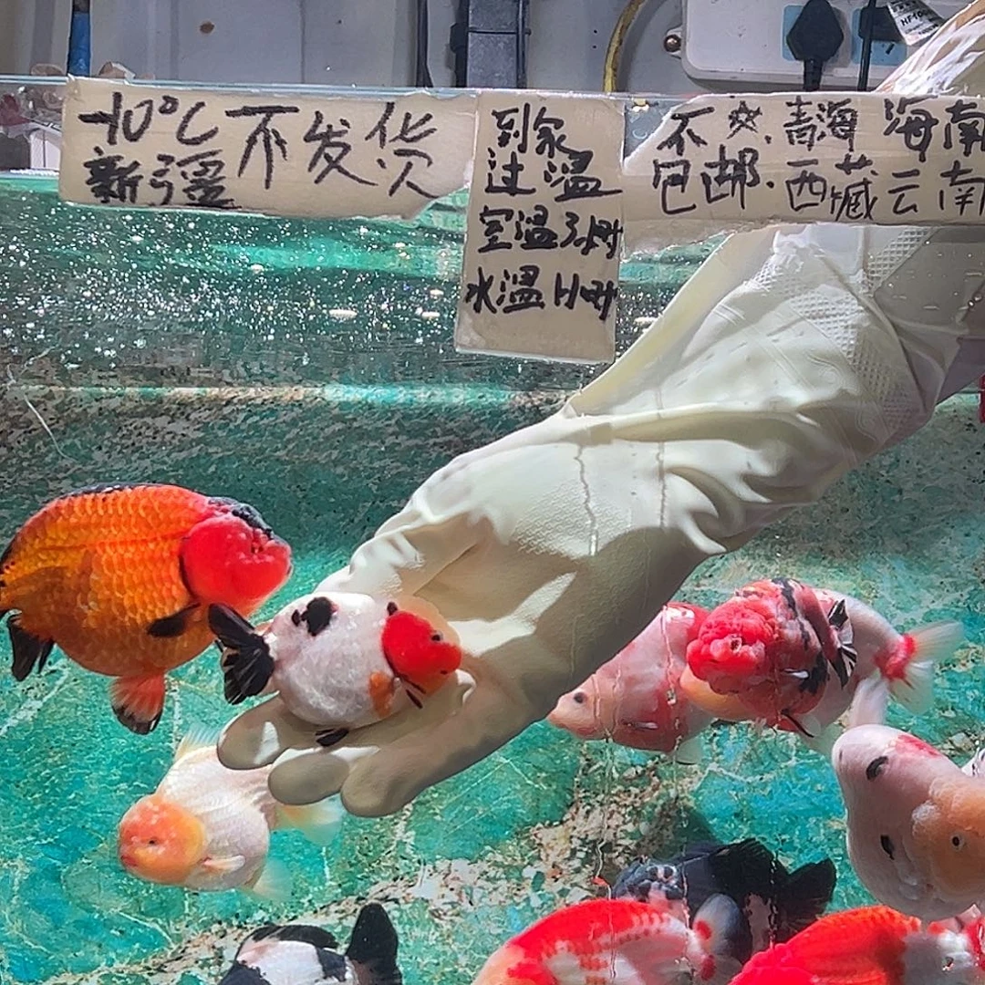 毛***哥金鱼毛毛家一条小可爱