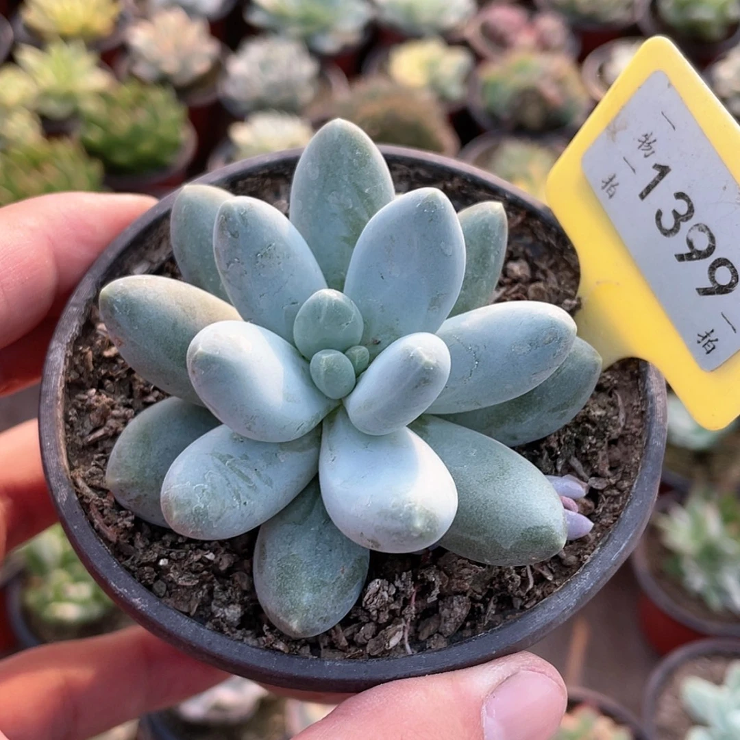 【闪购商品】无花朵1399