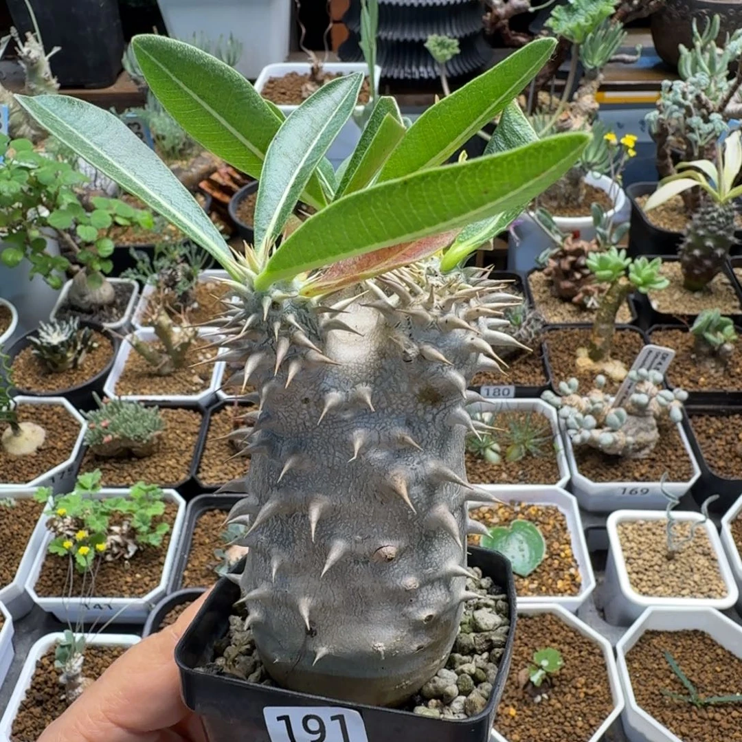 女王玉191 仙人球仙人球