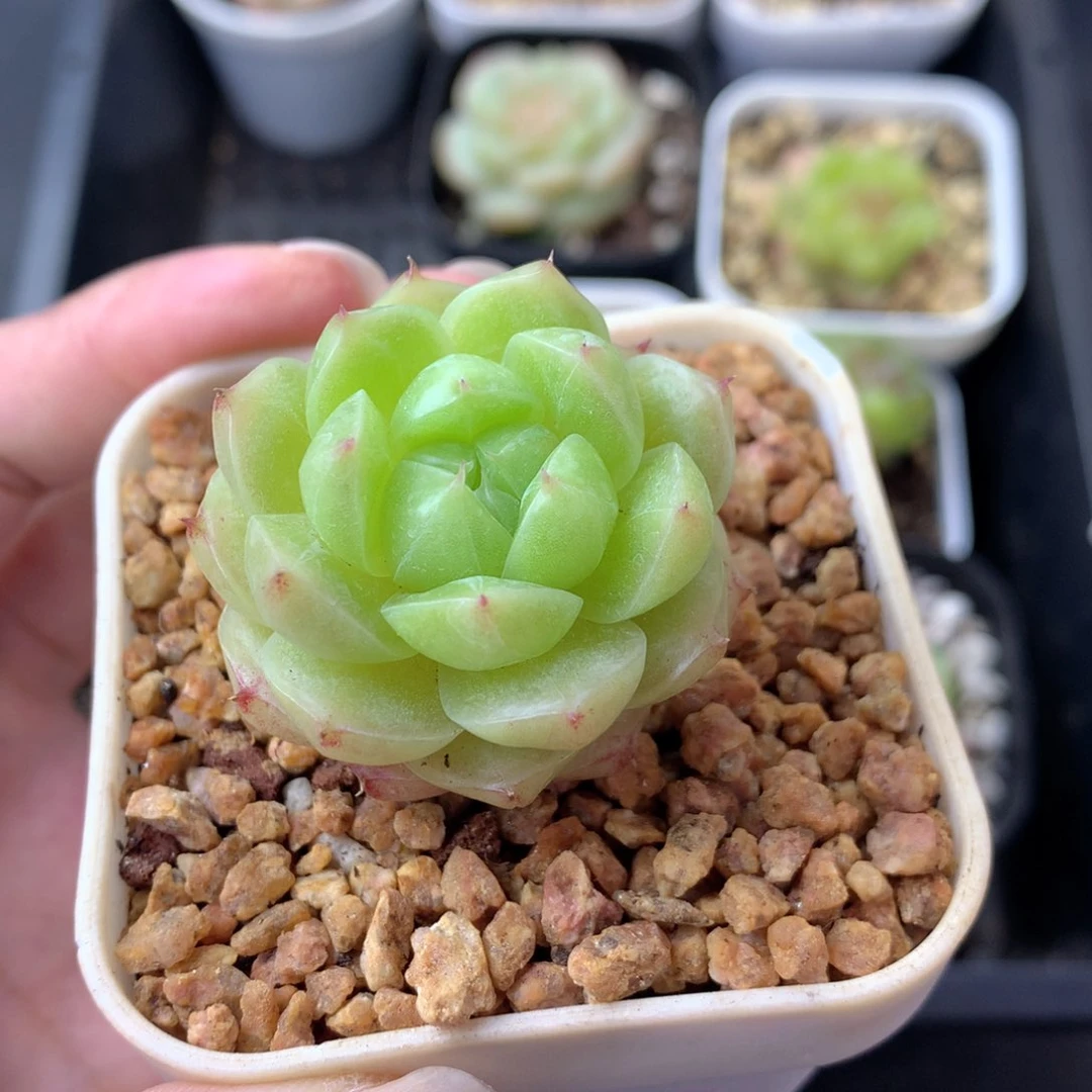 58包邮  群生不包整 14