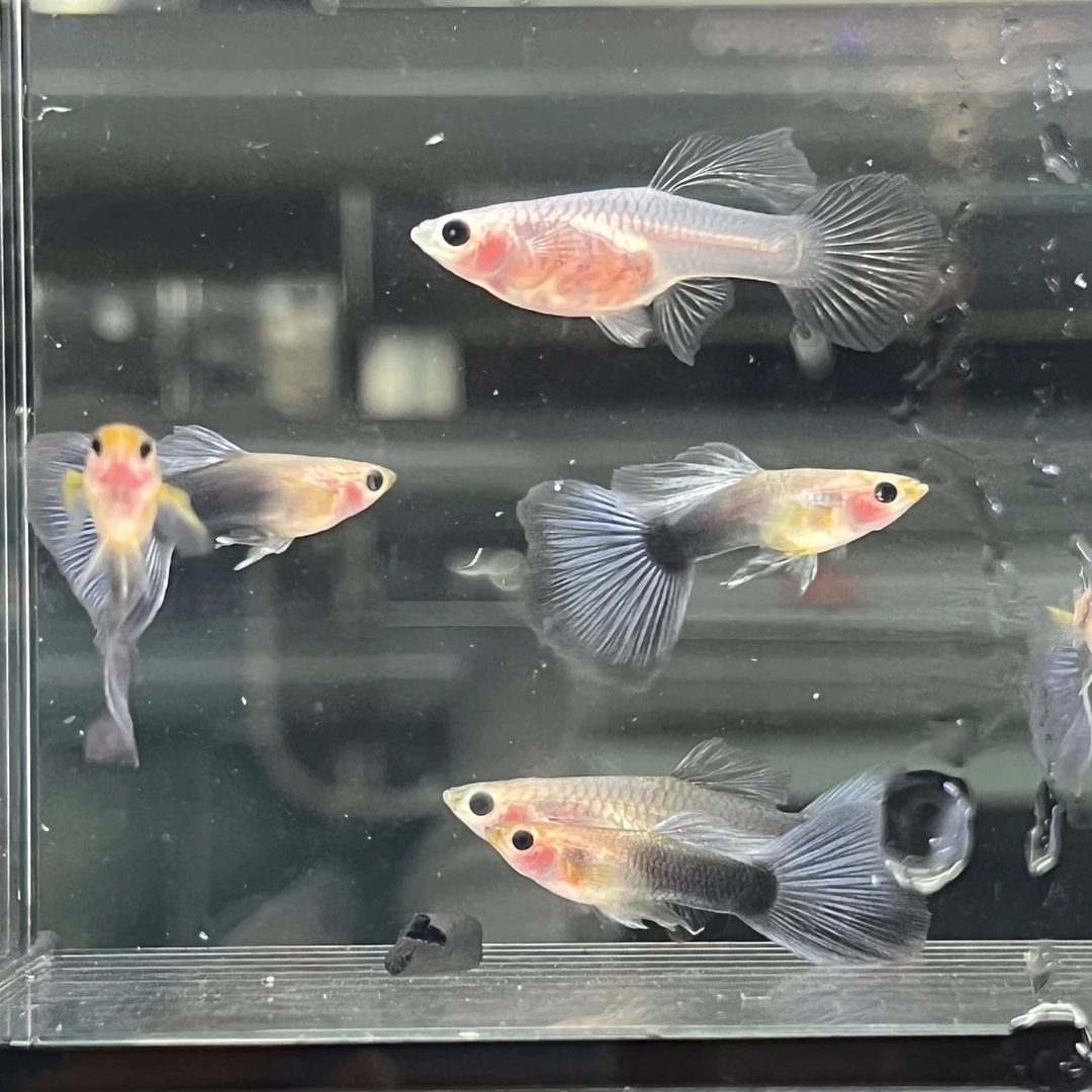 蓝礼服玻璃猫网红爆款 孔雀鱼小型热带观赏鱼活体