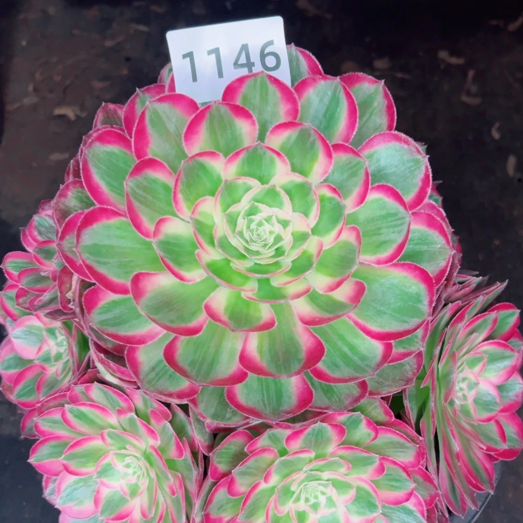 孔雀翎多肉发货发货