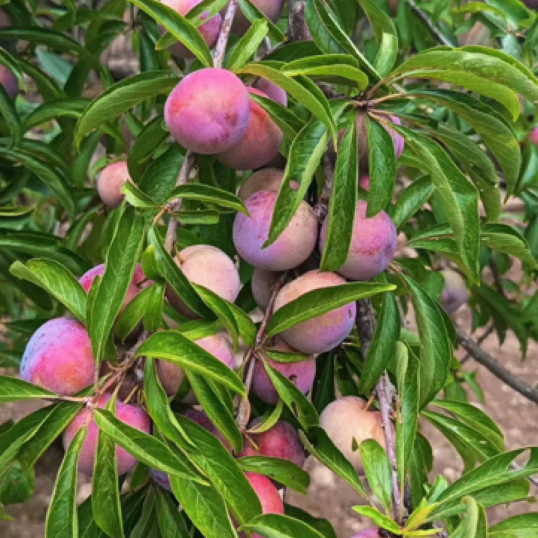 四川高山新鲜应季脆李脱骨李子半边红茵红李脆甜多汁爽口肉厚爽脆