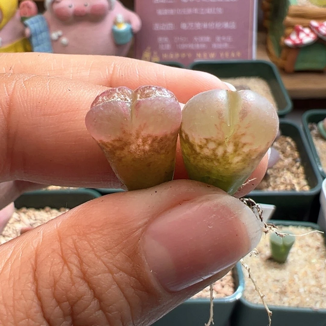 141。c10杂贝瑞两颗