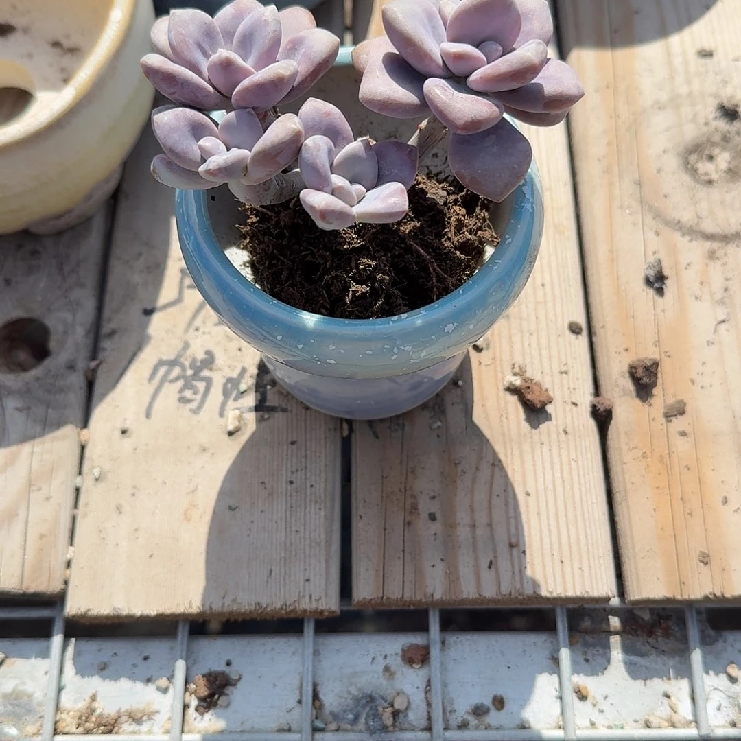 几***許桃爽带盆多肉植物