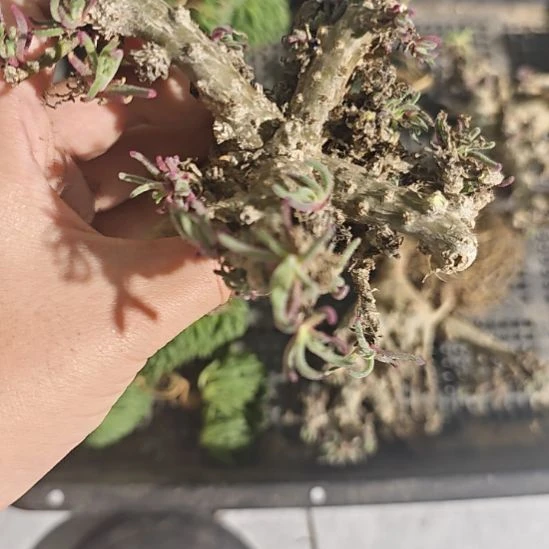 一物一拍，天赐老桩子！