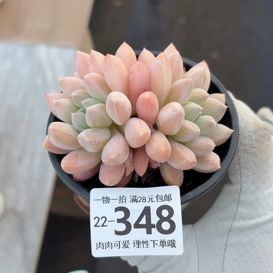 星空美人无盆土发货无盆土发货无