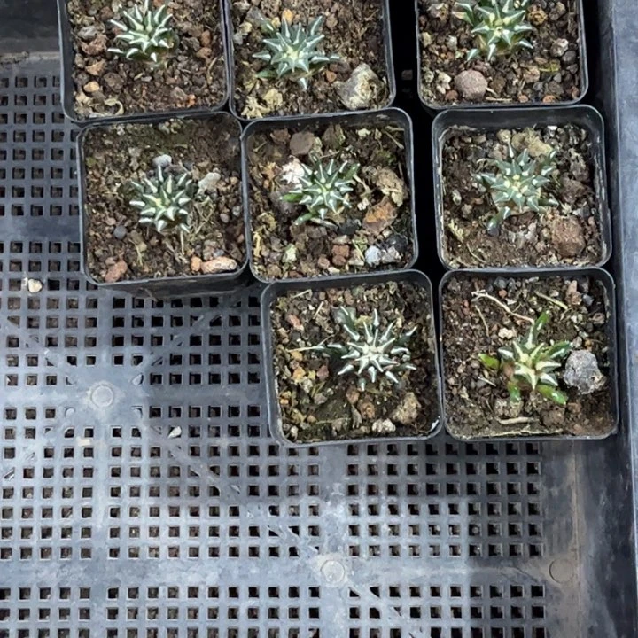 无花朵懒*子八个实生牡丹好养