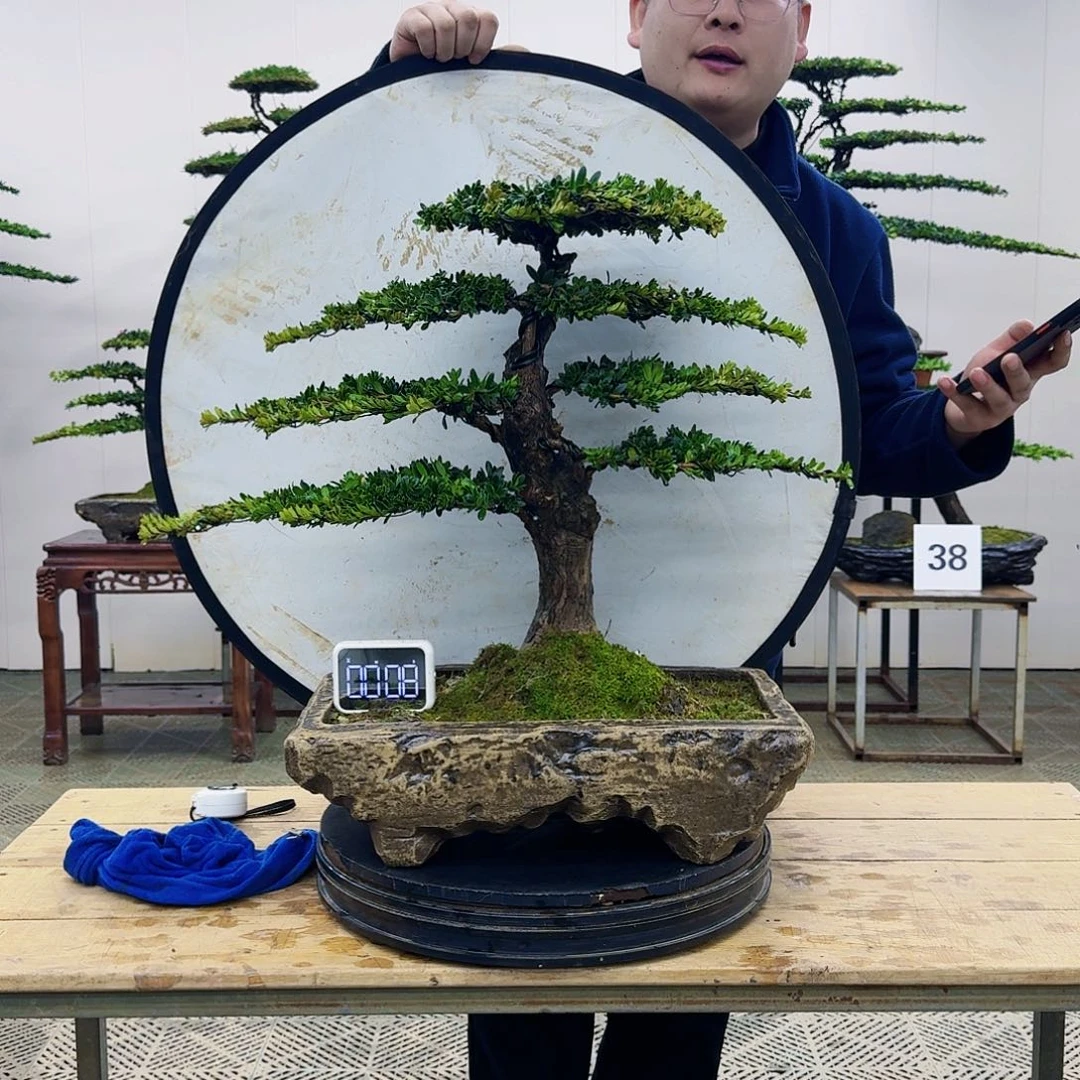 盆景珍珠罗汉松盆景