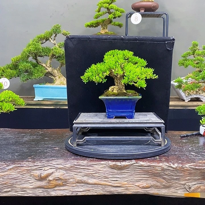 无花朵黄杨盆景四季常青
