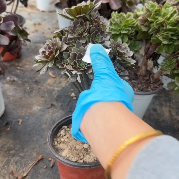 976两单包邮灰法师。