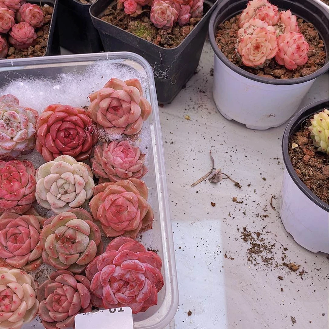 00000000000001量拍