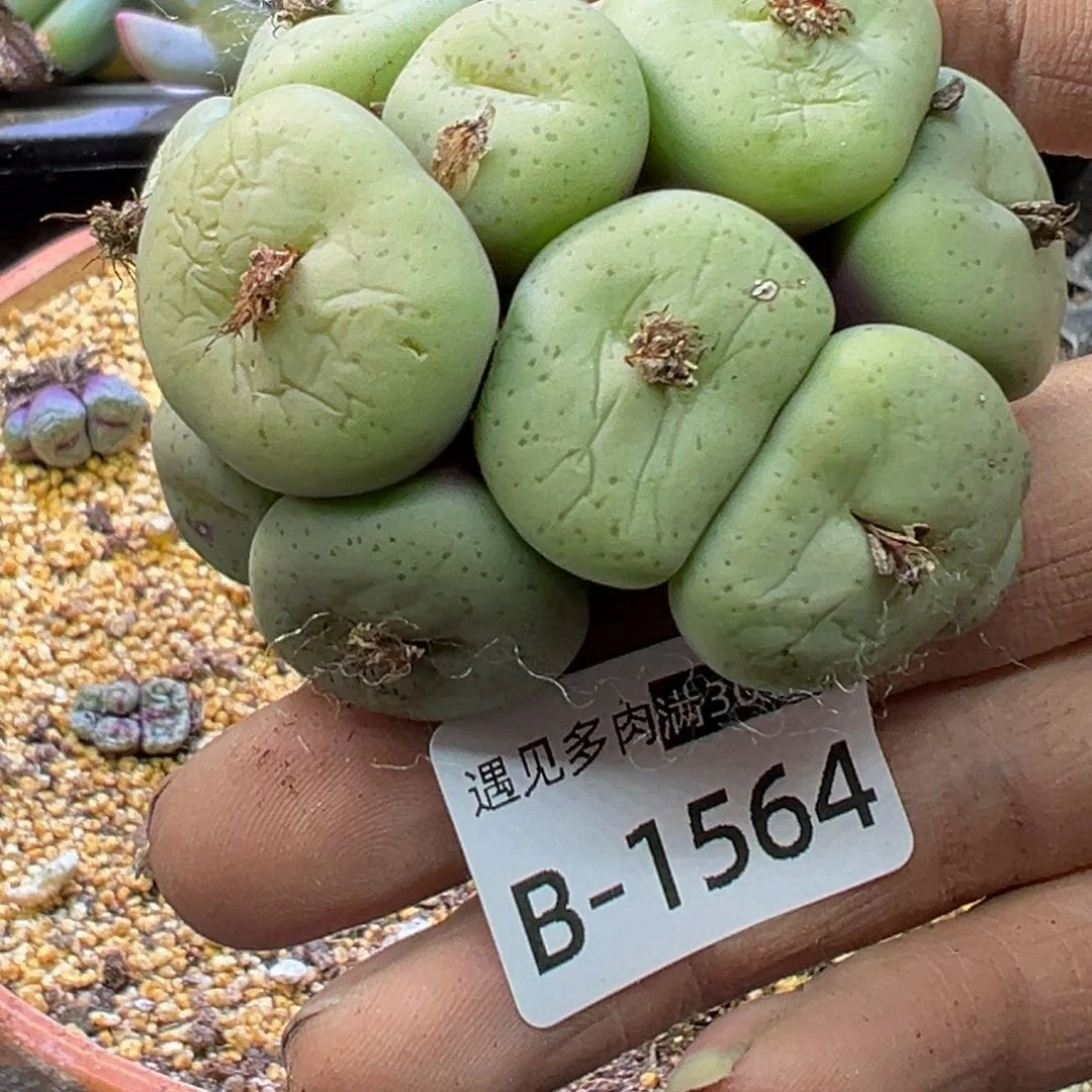 多肉植物1111111111111111