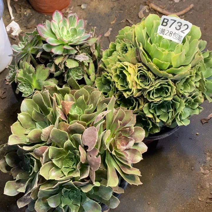 3盆多肉断头不包732