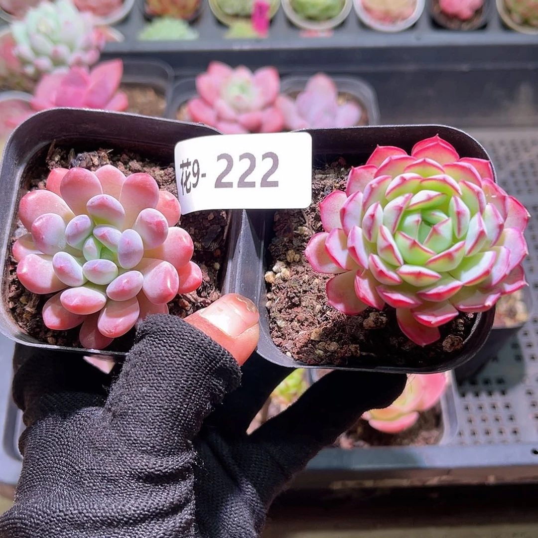 花09-222灯美人➕桃花雨