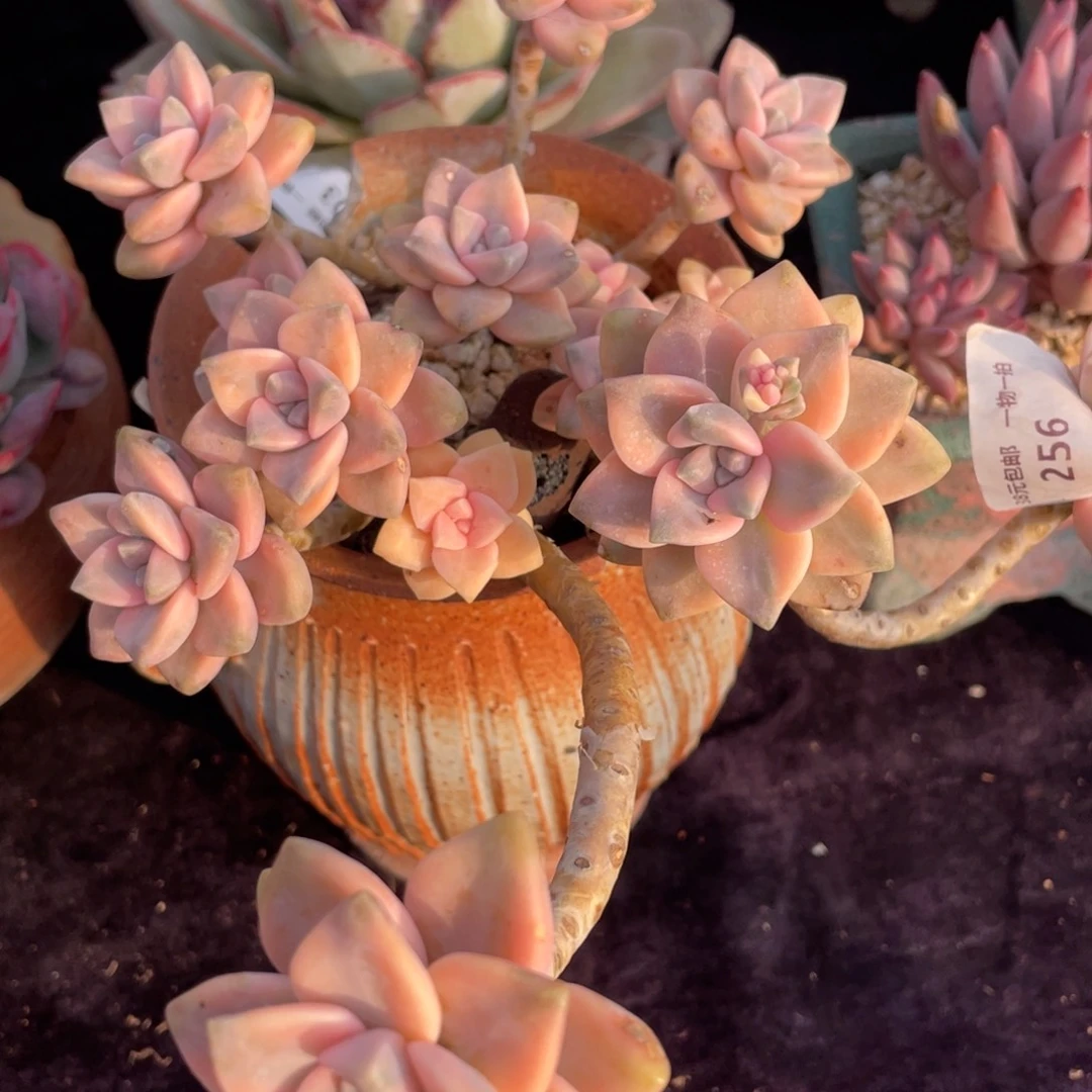 256美杏锦群生多肉植物