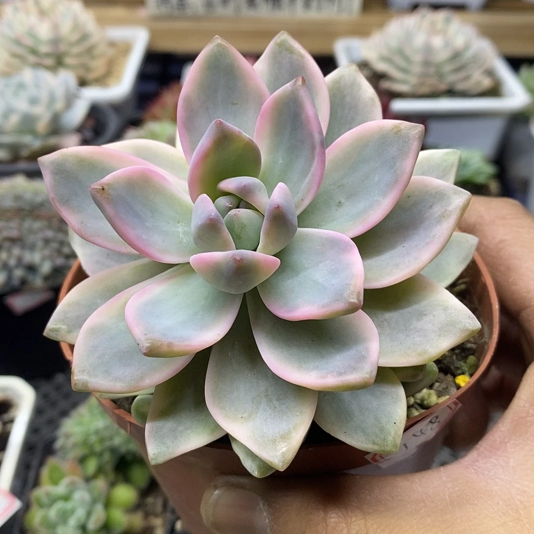 03148 紫雾锦多肉