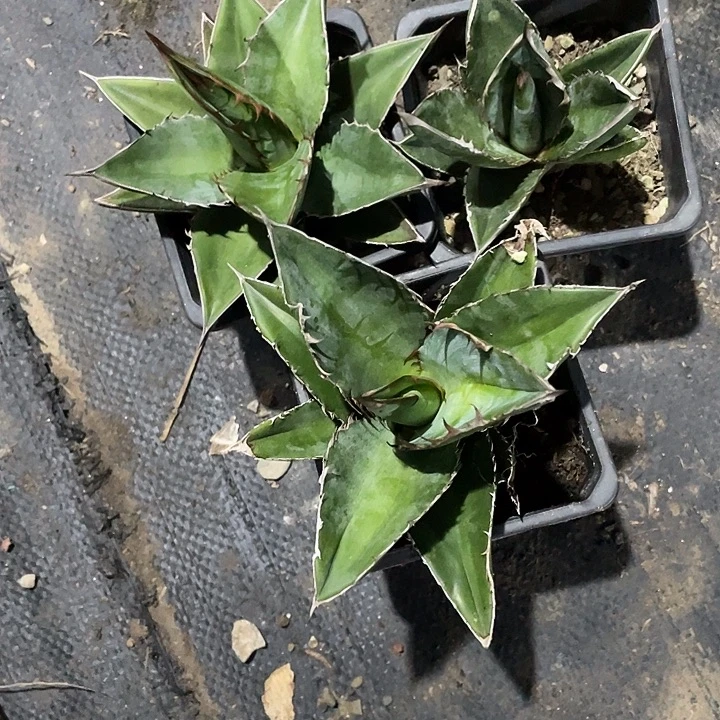 无花朵龙舌兰狮尾