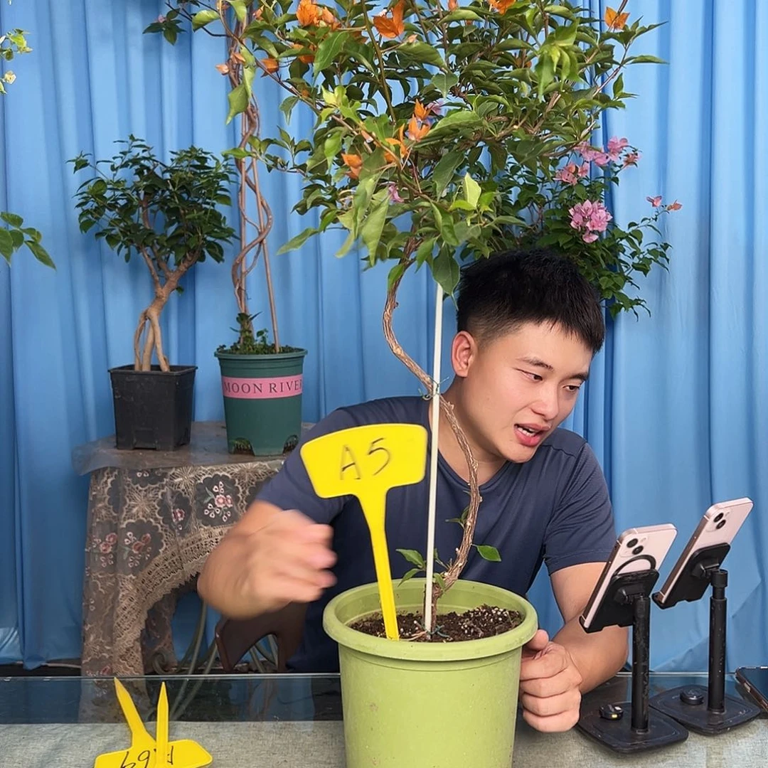 w***f当前无花栽培后可以开花A5橙桑巴