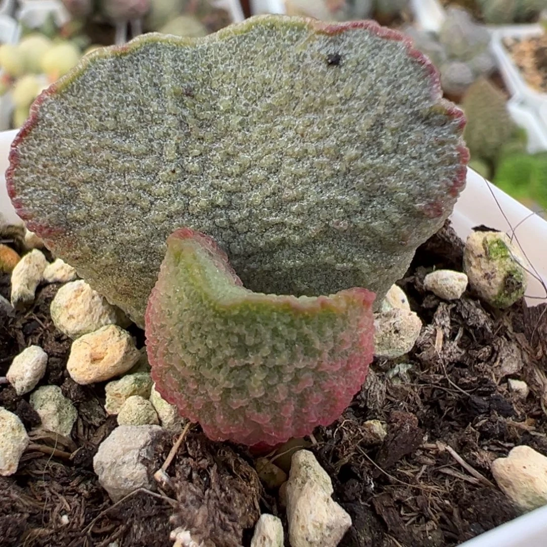 实生新品大苗多肉植物水泡