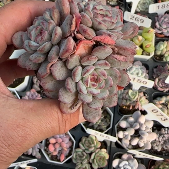 204白胖子多肉植物多