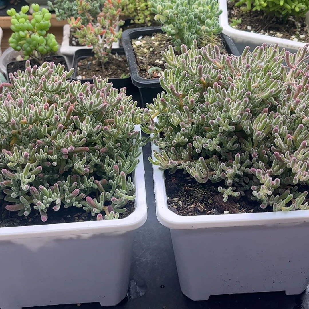 孤***。昕宝冰晶枝干番杏优秀