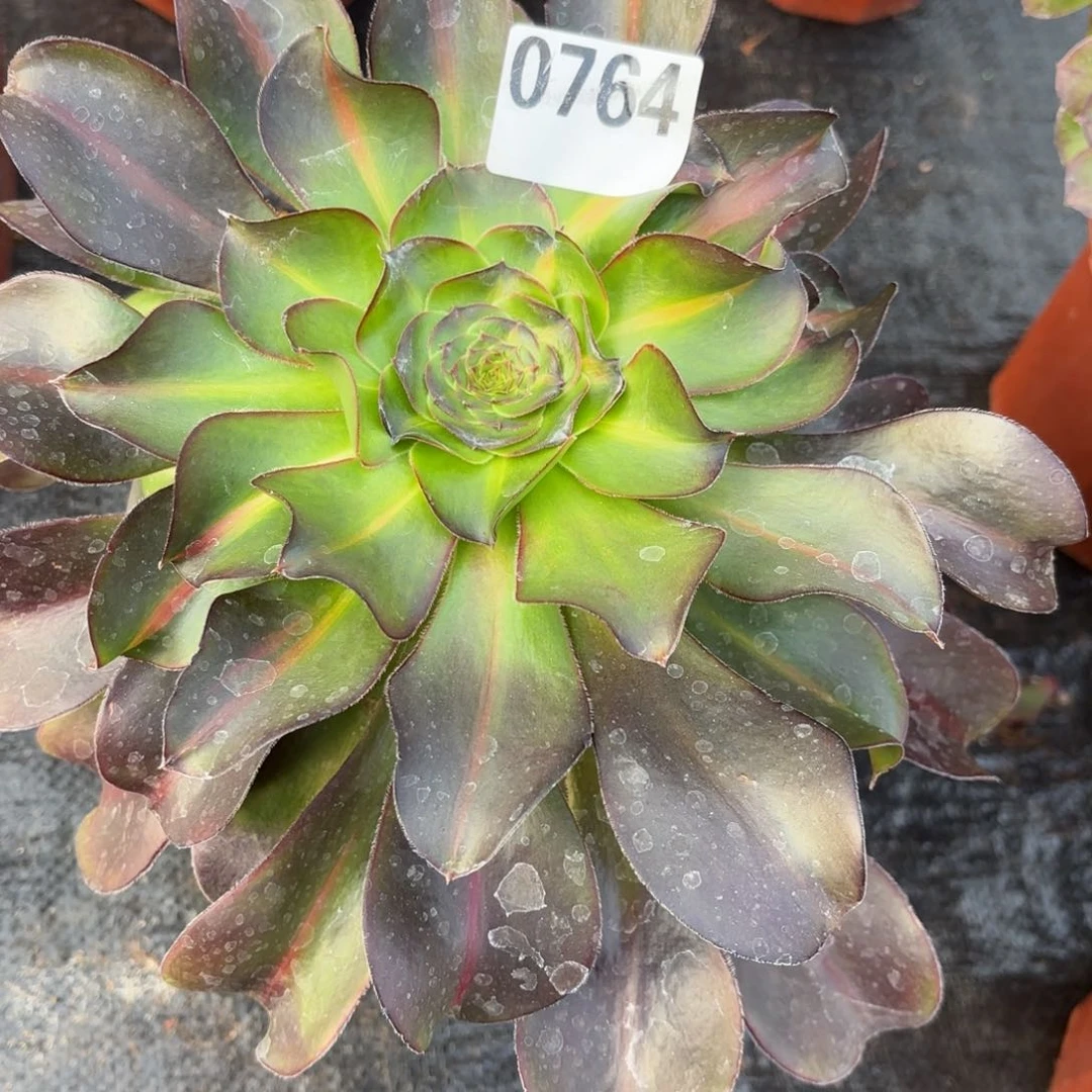 全*烈焰中斑0764发货，