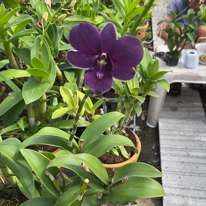 当前无花朵，栽培后可花朵蓝天使478