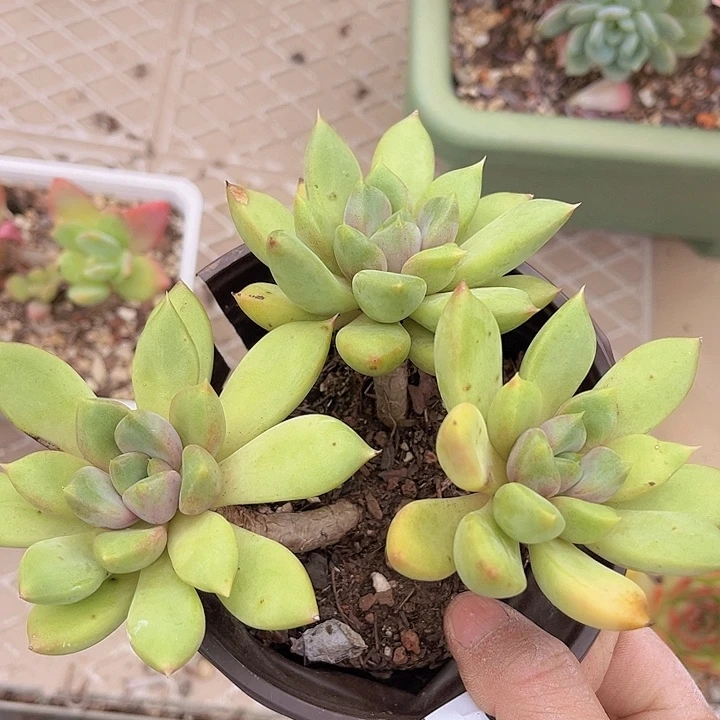 红象牙25102多肉植物