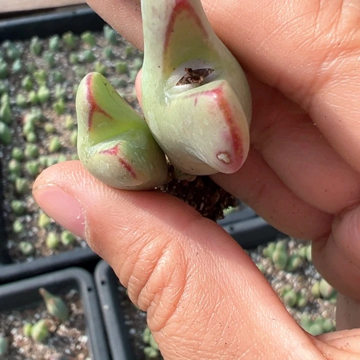 131号多肉植物我c g多肉植物