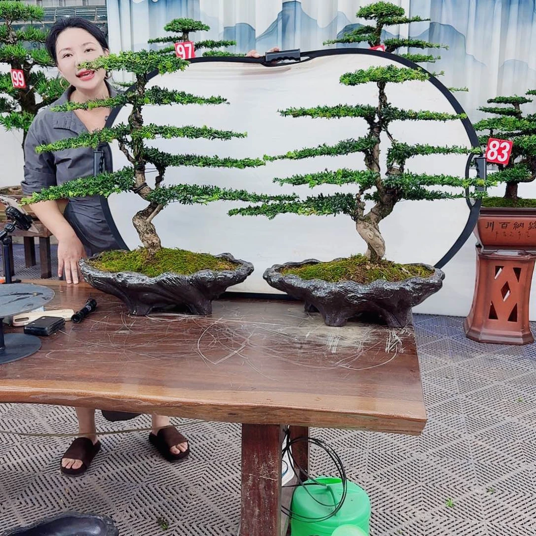 无花朵罗汉松一物一拍888