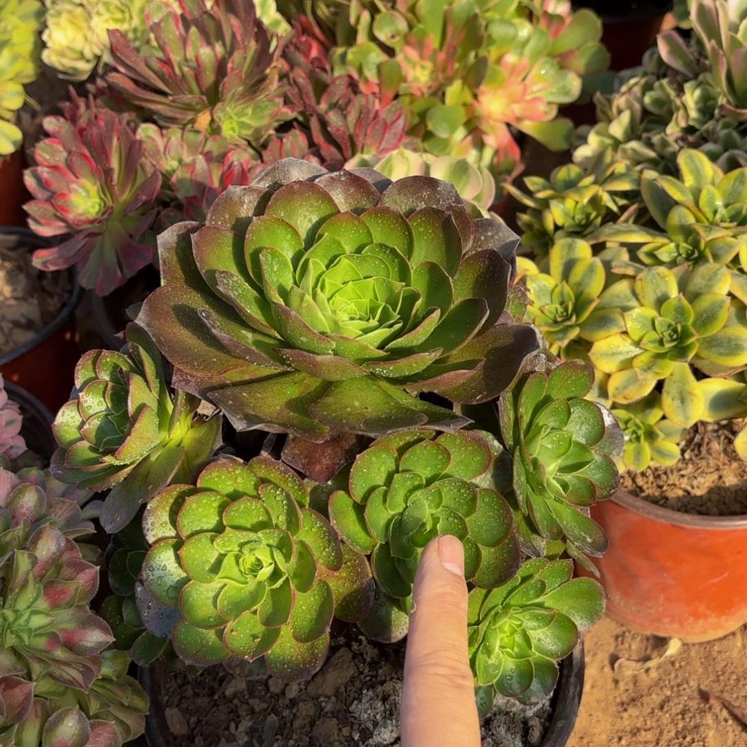 魅金玫瑰9.9木质老桩