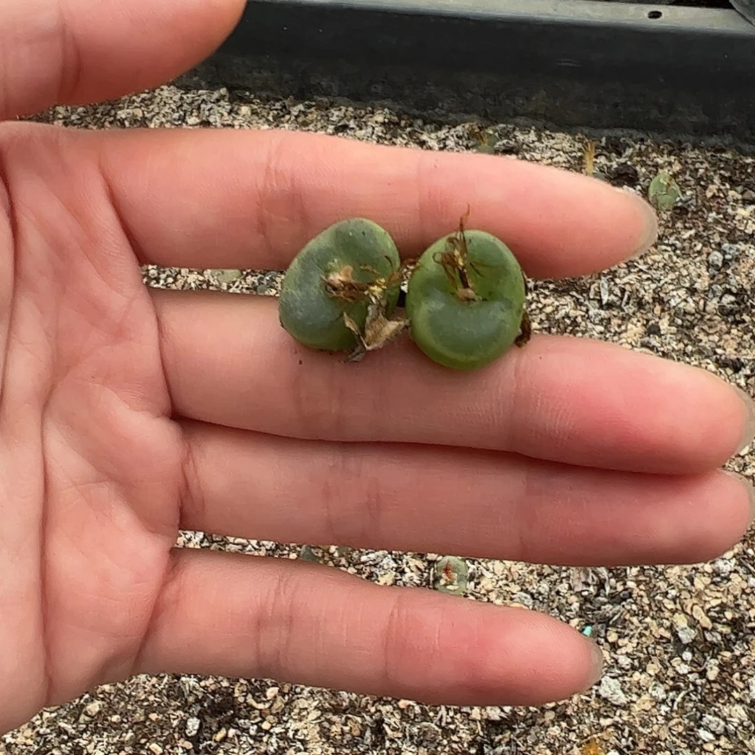0000量拍水晶鞋2颗