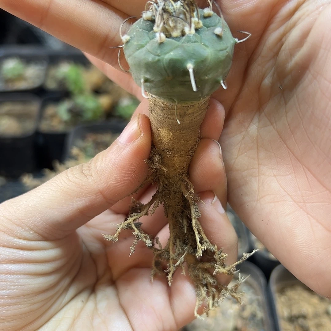 实生冬云娇丽2.6公分萝卜根