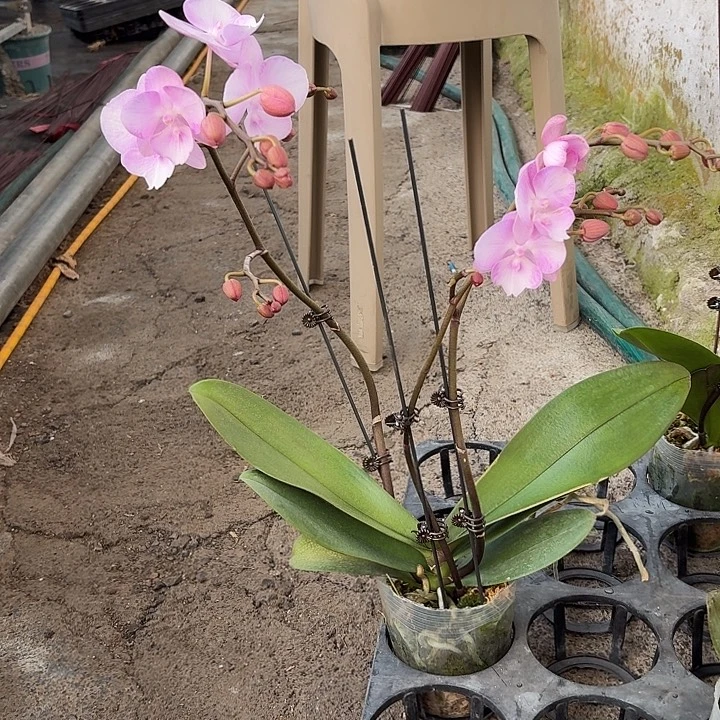 冷***蓉完全开放神仙姐姐1颗一物一拍