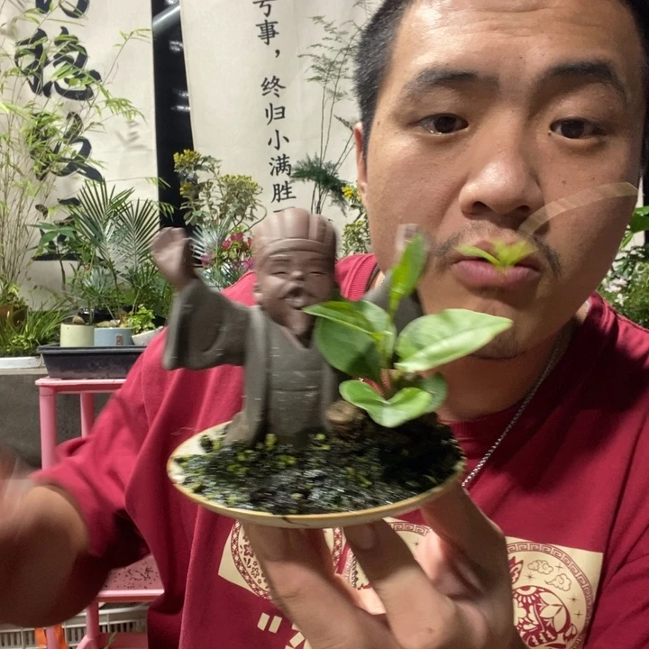 习***已以实际为准盆景盆栽绿植112