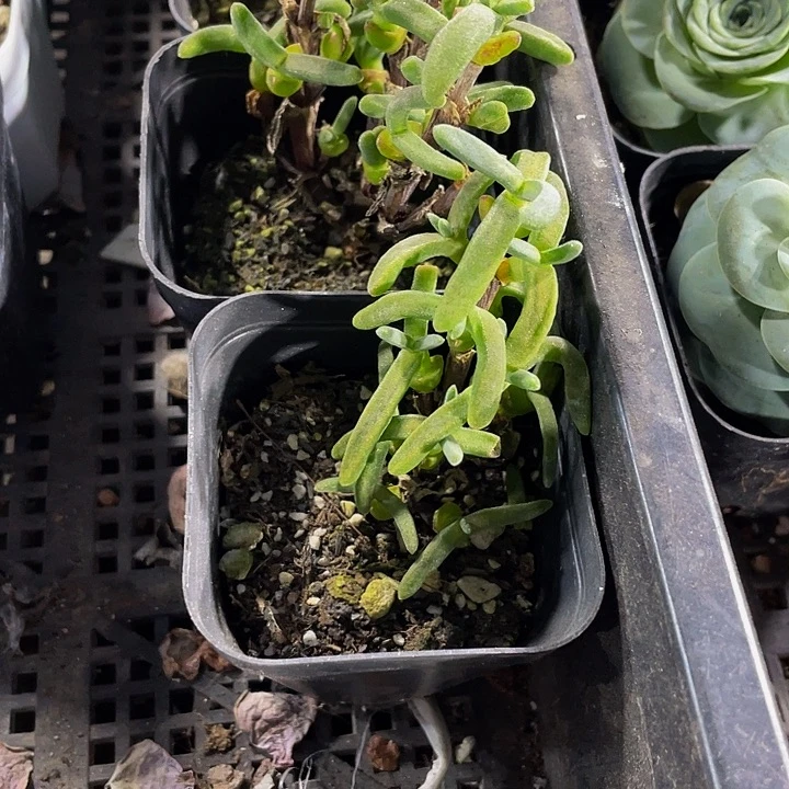 兔子枝干带盆土发