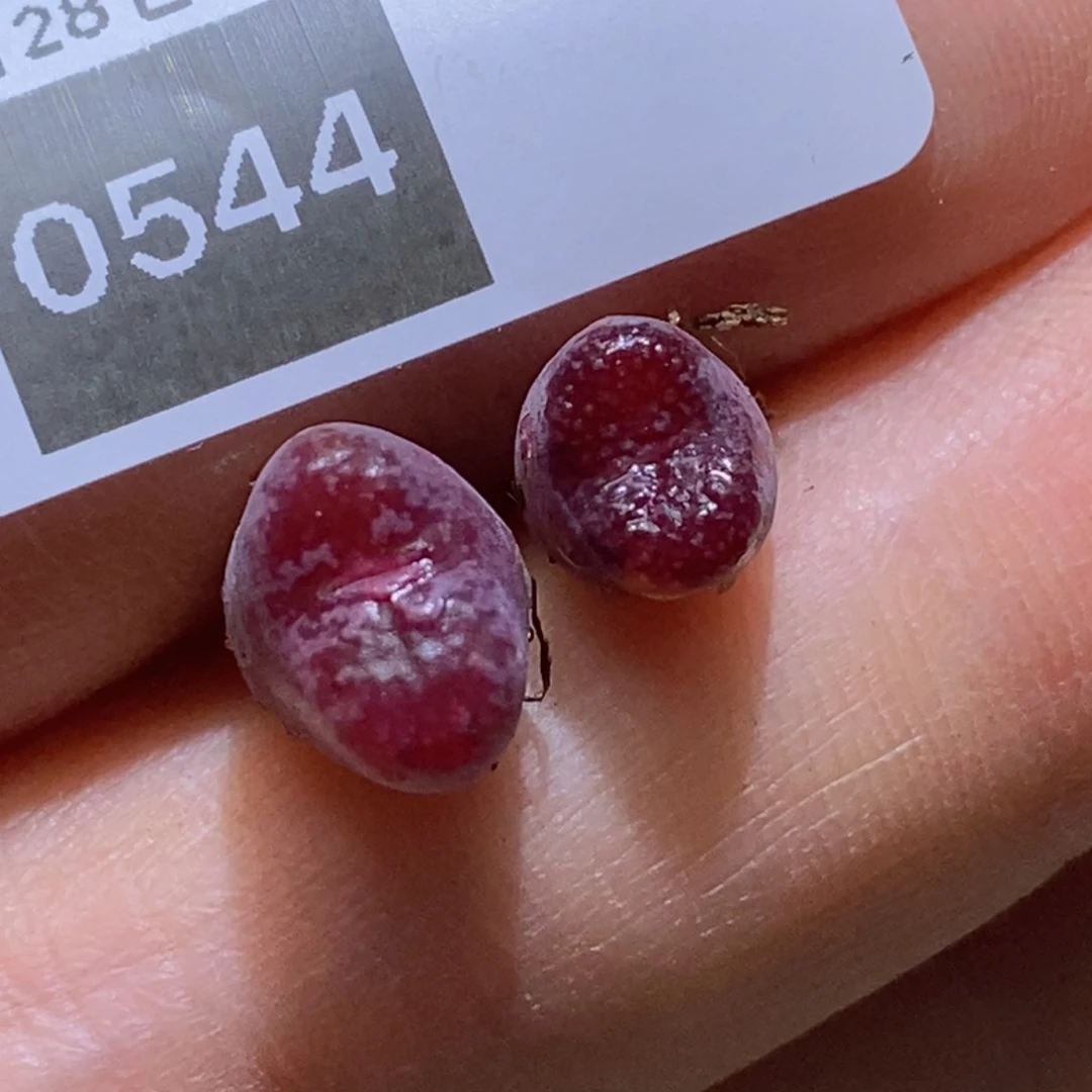 大****女3-0544好看好看好看