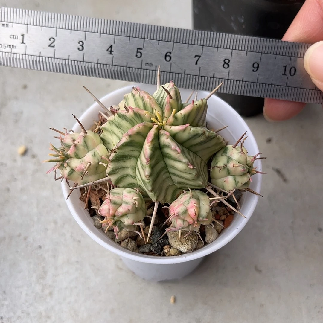 斑马锦仙人球一物一拍