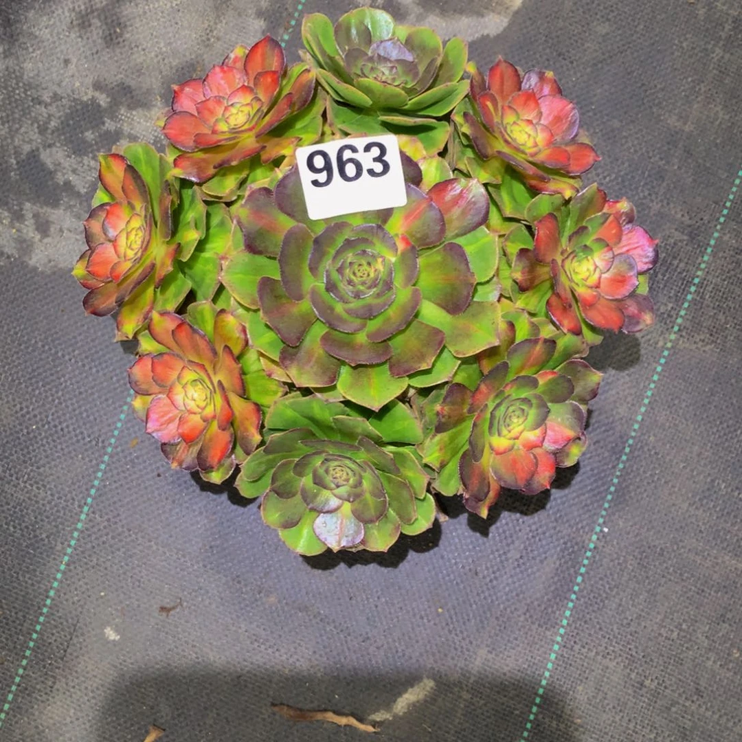 z***v法师多肉植物963海王七彩
