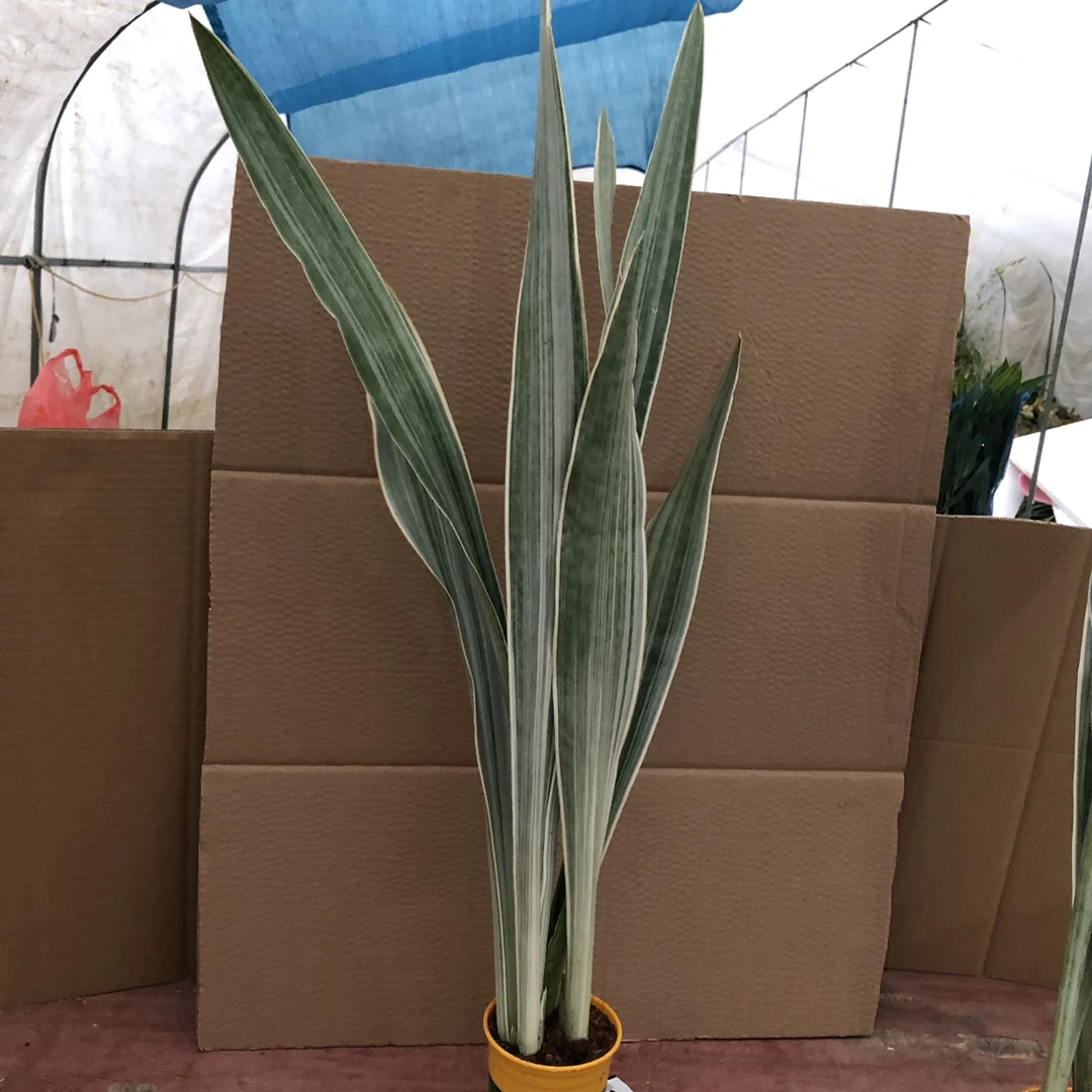 雪纹蓝龙蓝剑稀有虎皮兰植物吸甲醛净化空气品种