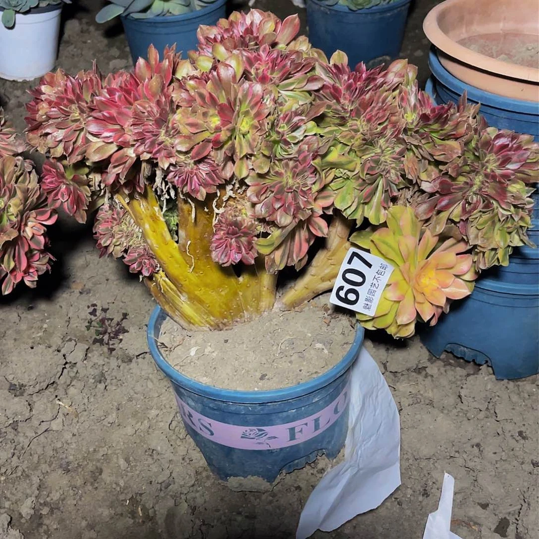 法师法师15-16。包邮法师