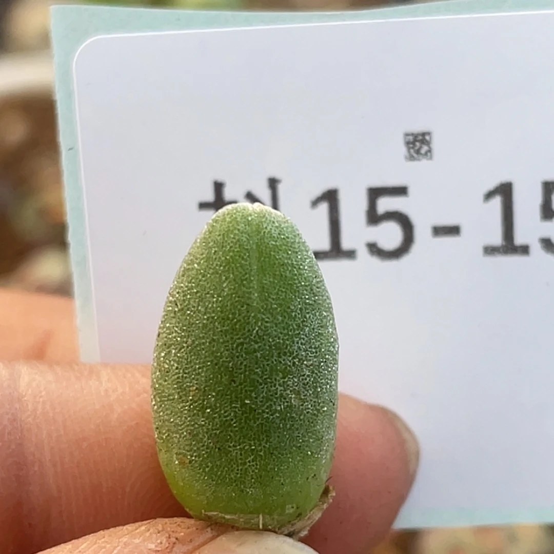 15-151哈默兔多肉植物