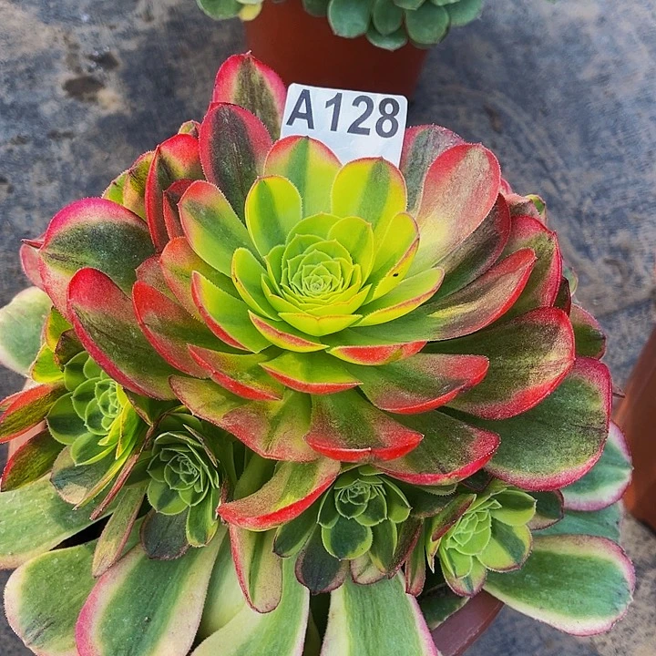 奶白128福利出了