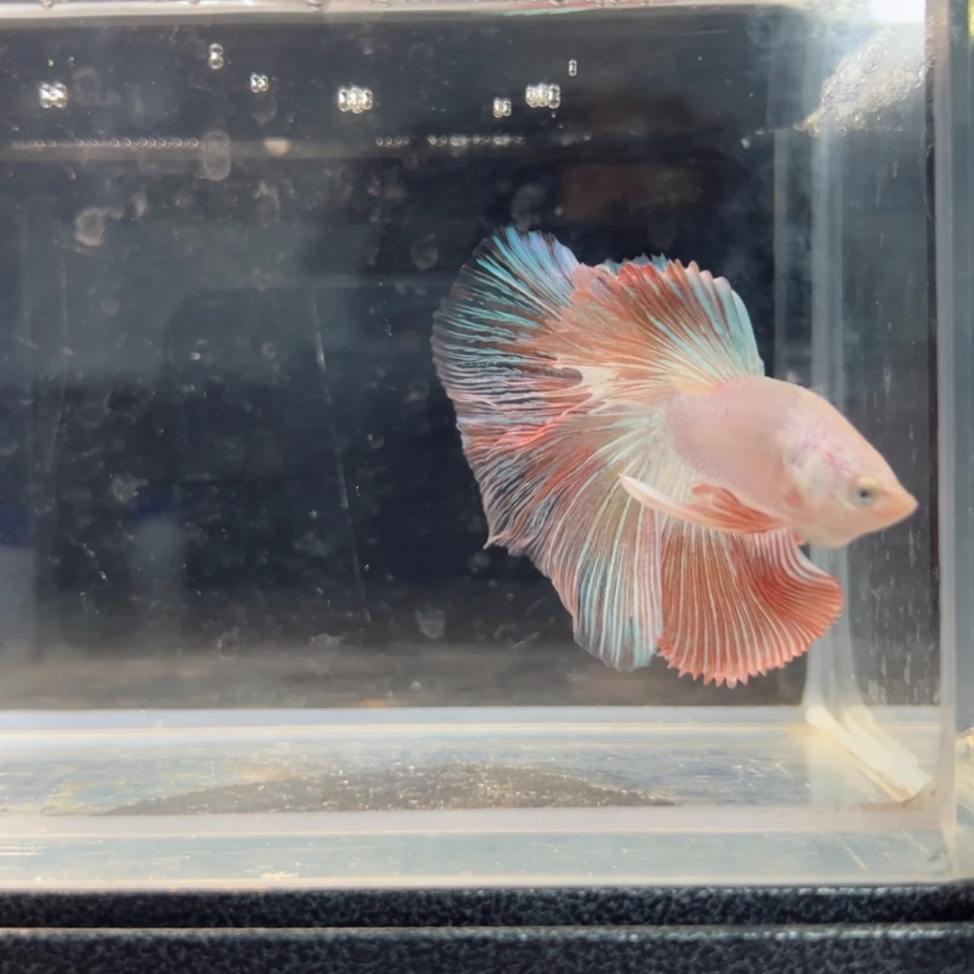 斗鱼浅色仙仙裙特殊尾