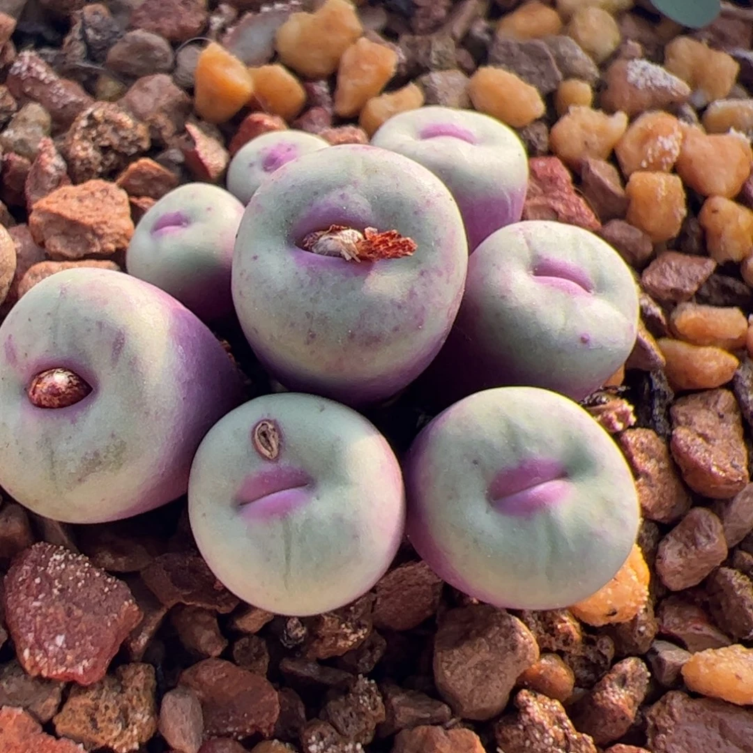 多肉植物肉锥1380b同源地0089小红嘴